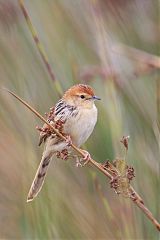 Levaillant's Cisticola