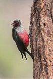 Lewis's Woodpecker