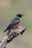 Lewis's Woodpecker