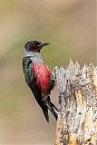 Lewis's Woodpecker