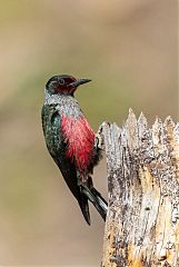 Lewis's Woodpecker