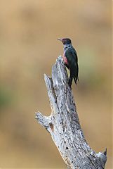 Lewis's Woodpecker