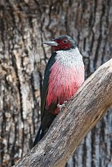 Lewis's Woodpecker