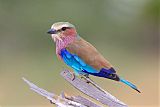 Lilac-breasted Roller