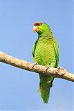 Lilac-crowned Parrot