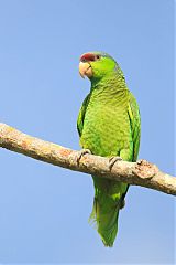Lilac-crowned Amazon