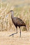 Limpkin