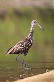 Limpkin