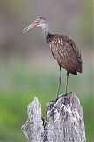 Limpkin