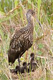 Limpkin