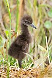 Limpkin