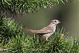 Lincoln's Sparrowborder=