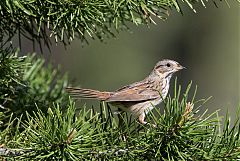 Lincoln's Sparrow