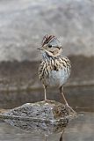 Lincoln's Sparrow