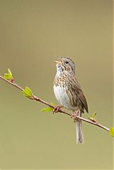 Lincoln's Sparrow