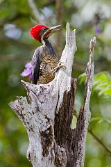 Lineated Woodpecker