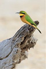 Little Bee-eater