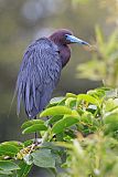 Little Blue Heron