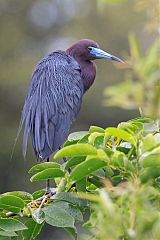 Little Blue Heron