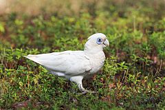 Little Corella