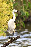 Little Egret