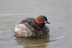 Little Grebe