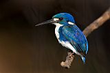 Little Kingfisher