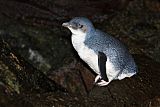 Little Penguinborder=