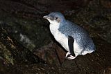 Little Penguin