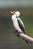 Little Pied Cormorant