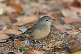 Little Shrikethrush