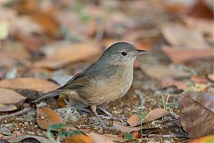 Little Shrikethrush