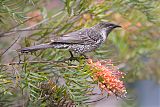 Little Wattlebird