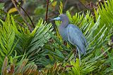 Little Blue Heron