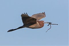 Little Blue Heron