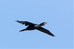 Little Cormorant