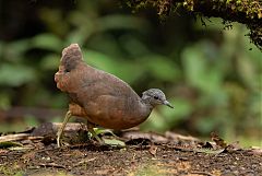 Little Tinamou