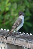 Loggerhead Kingbird