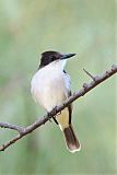 Loggerhead Kingbird