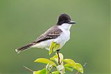 Loggerhead Kingbirdborder=