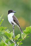 Loggerhead Kingbird