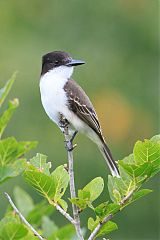 Loggerhead Kingbird