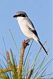 Loggerhead Shrike