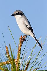 Loggerhead Shrike