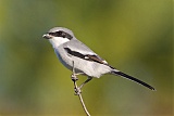 Loggerhead Shrike