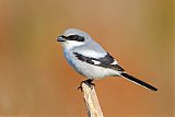 Loggerhead Shrike