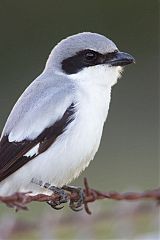 Loggerhead Shrike