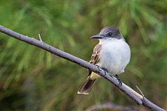 Loggerhead Kingbird