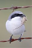 Loggerhead Shrike