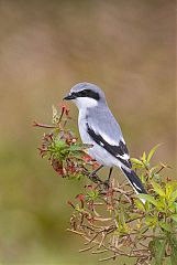 Loggerhead Shrike